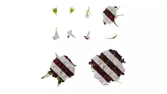 Anydrafts Dianthus barbatus Atlas 03