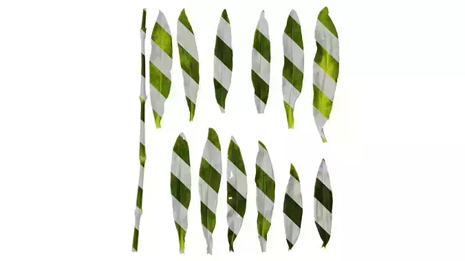 Anydrafts Dianthus barbatus Leaf 01 Texture