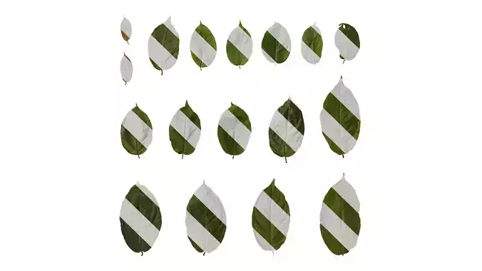 Anydrafts Combretum indicum Leaf 01