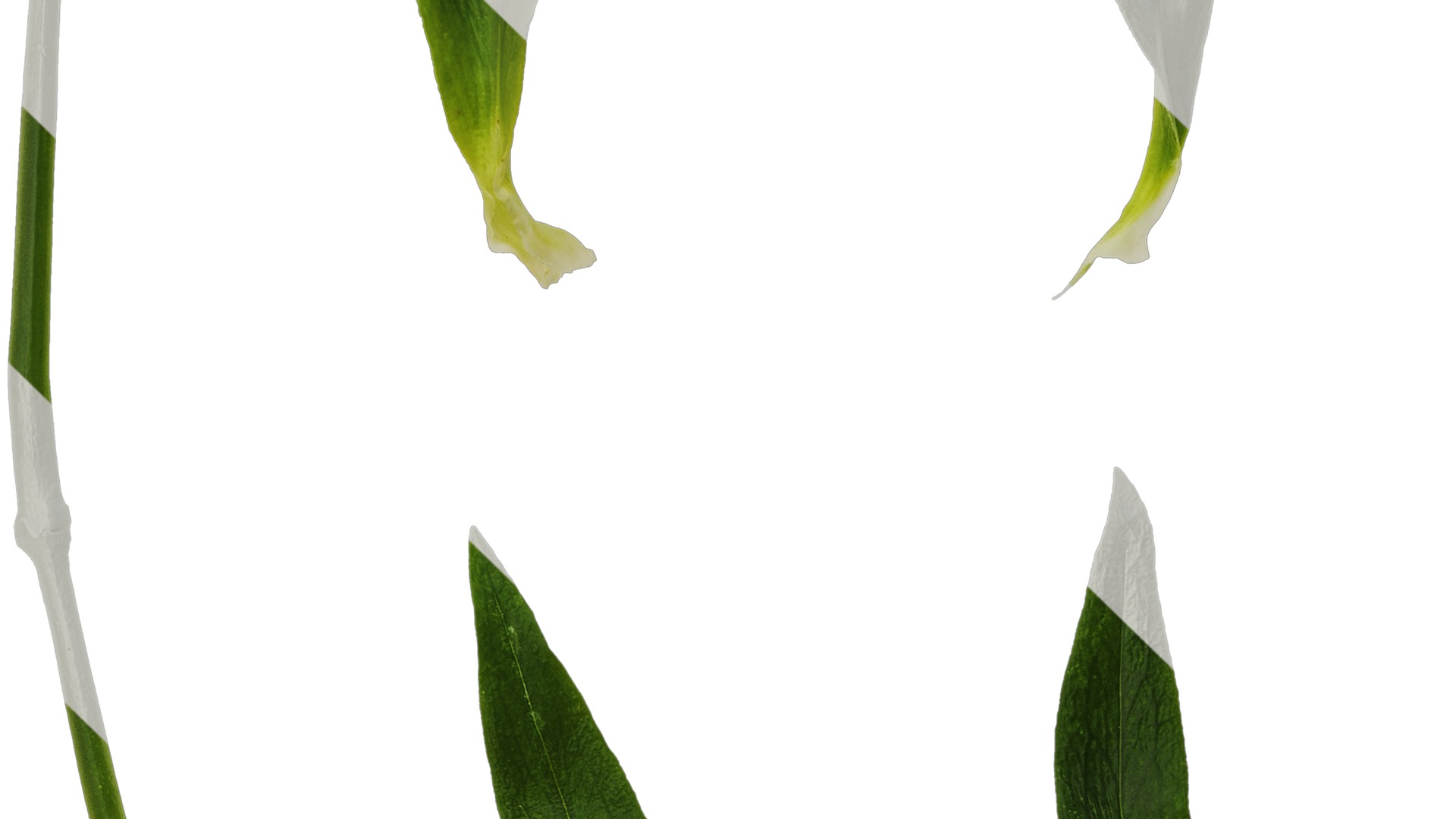 Anydrafts Dianthus barbatus Leaf 02 Texture_3