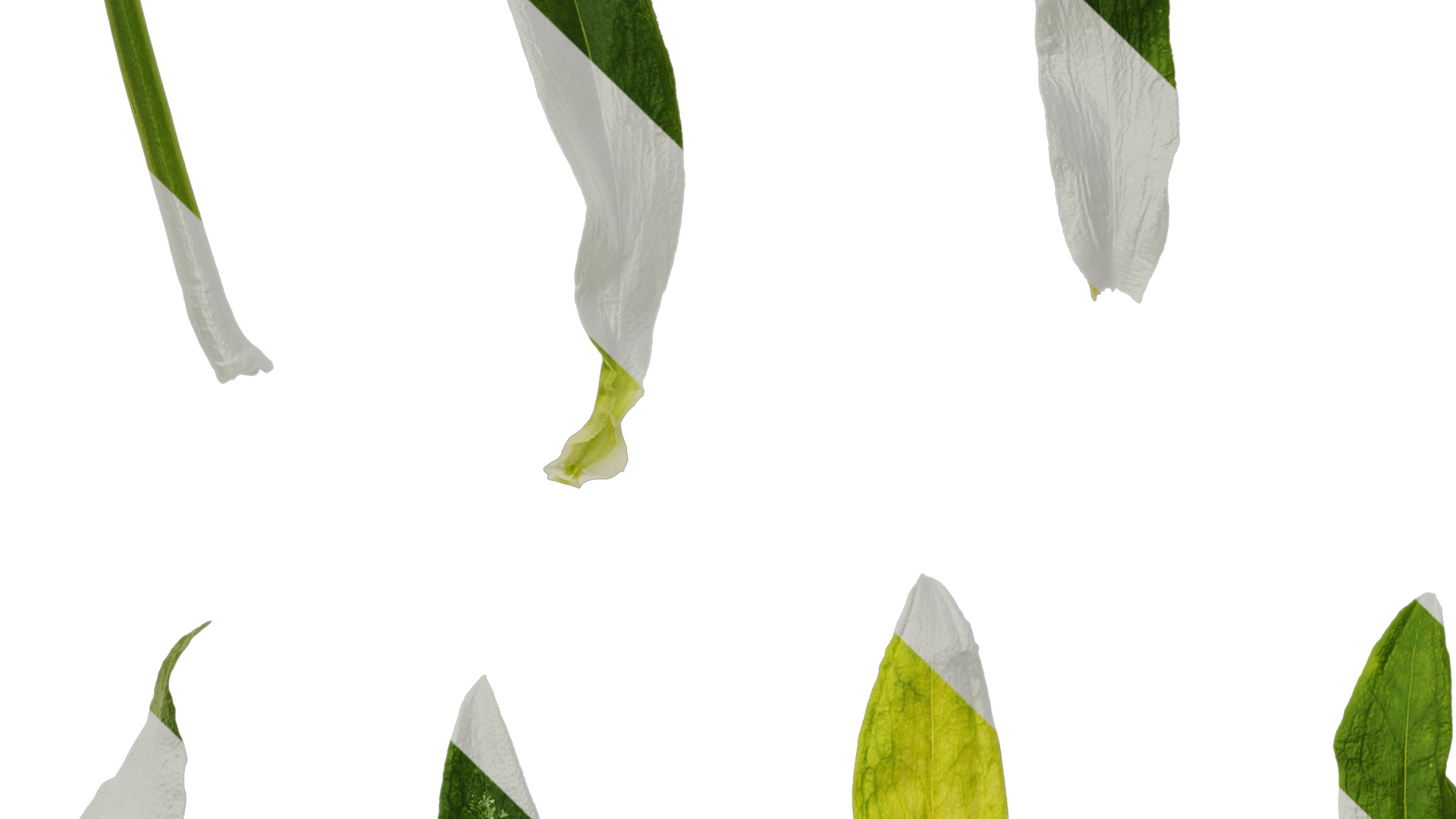 Anydrafts Dianthus barbatus Leaf 02 Texture_5