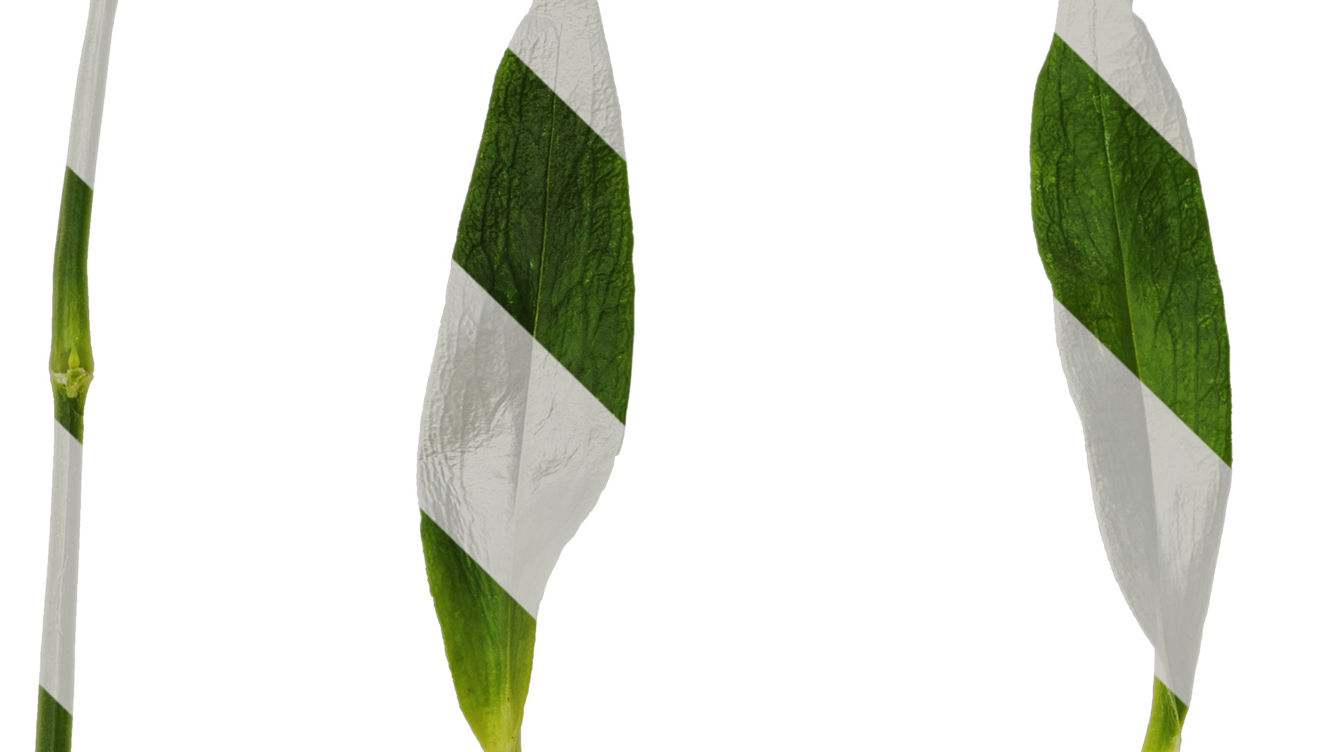 Anydrafts Dianthus barbatus Leaf 02 Texture_1