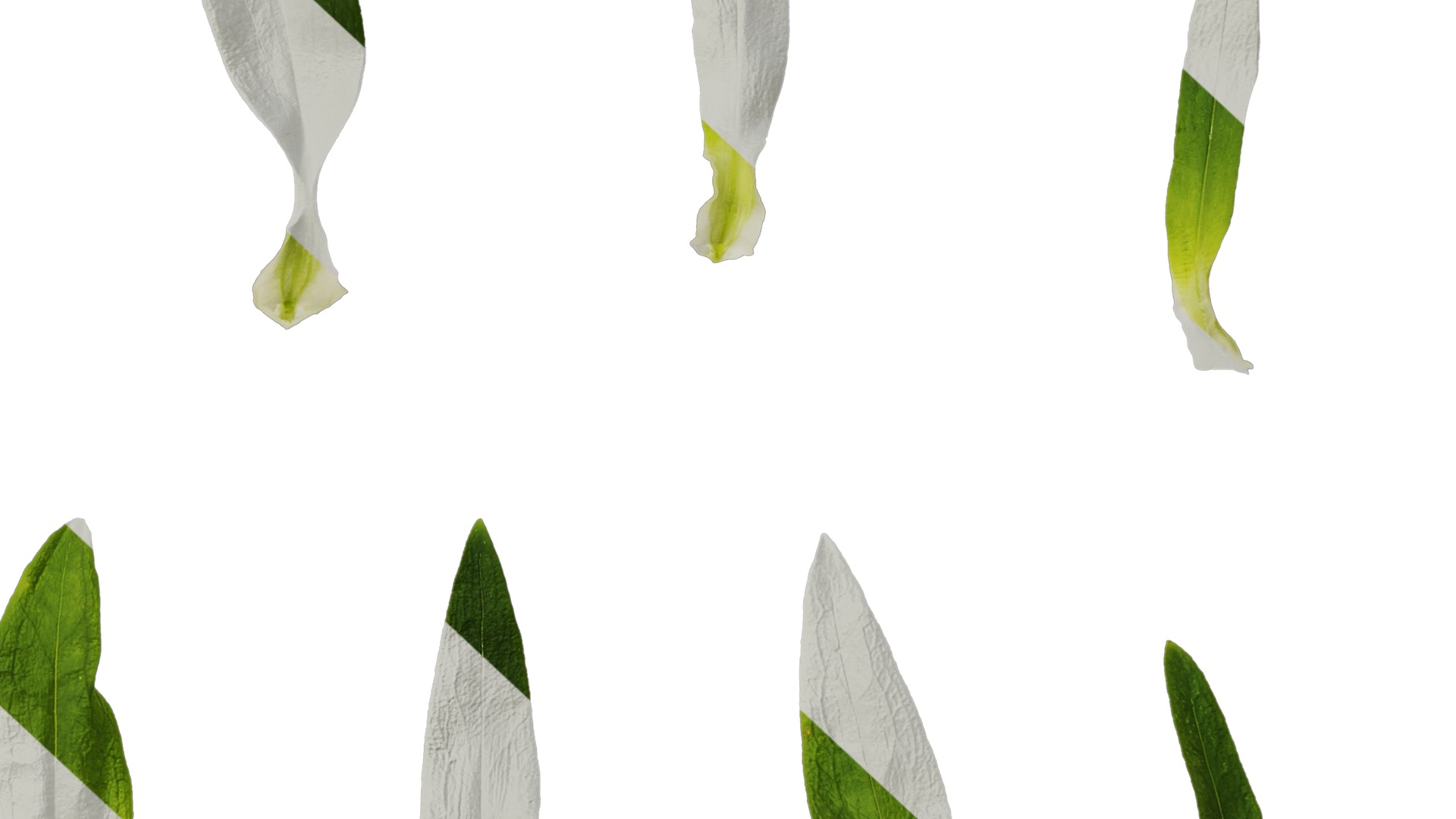 Anydrafts Dianthus barbatus Leaf 02 Texture_6