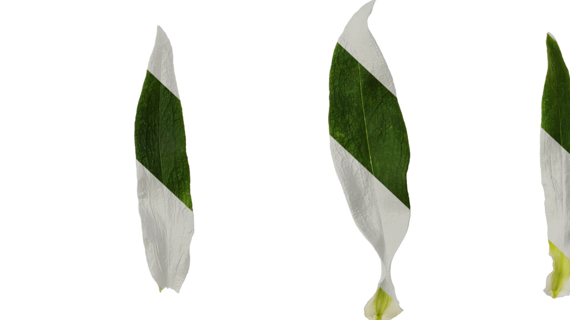 Anydrafts Dianthus barbatus Leaf 02 Texture_7