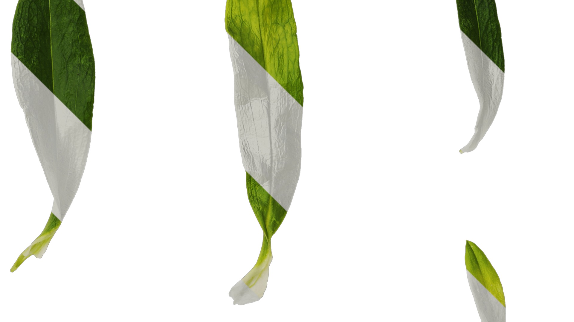 Anydrafts Dianthus barbatus Leaf 02 Texture_2