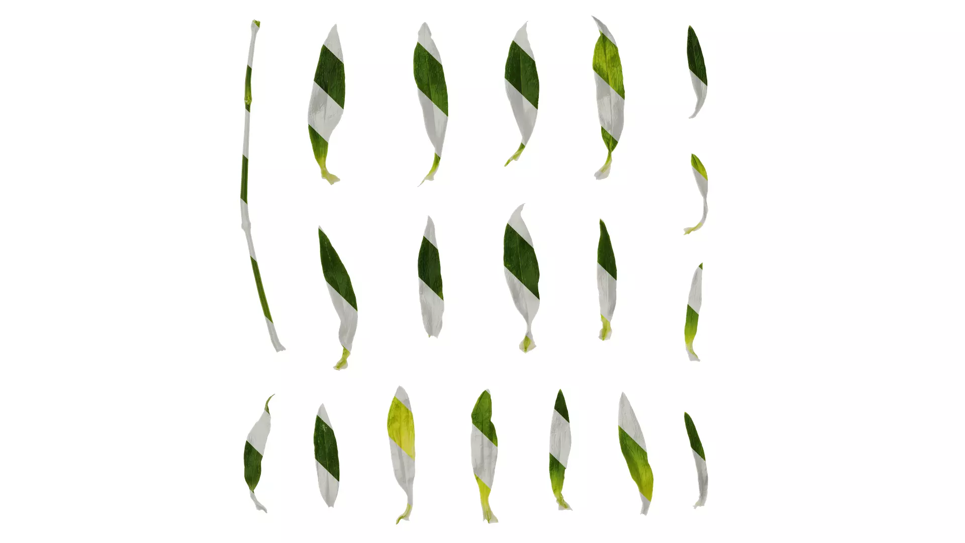 Anydrafts Dianthus barbatus Leaf 02 Texture_0