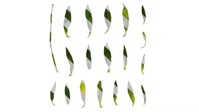 Anydrafts Dianthus barbatus Leaf 02