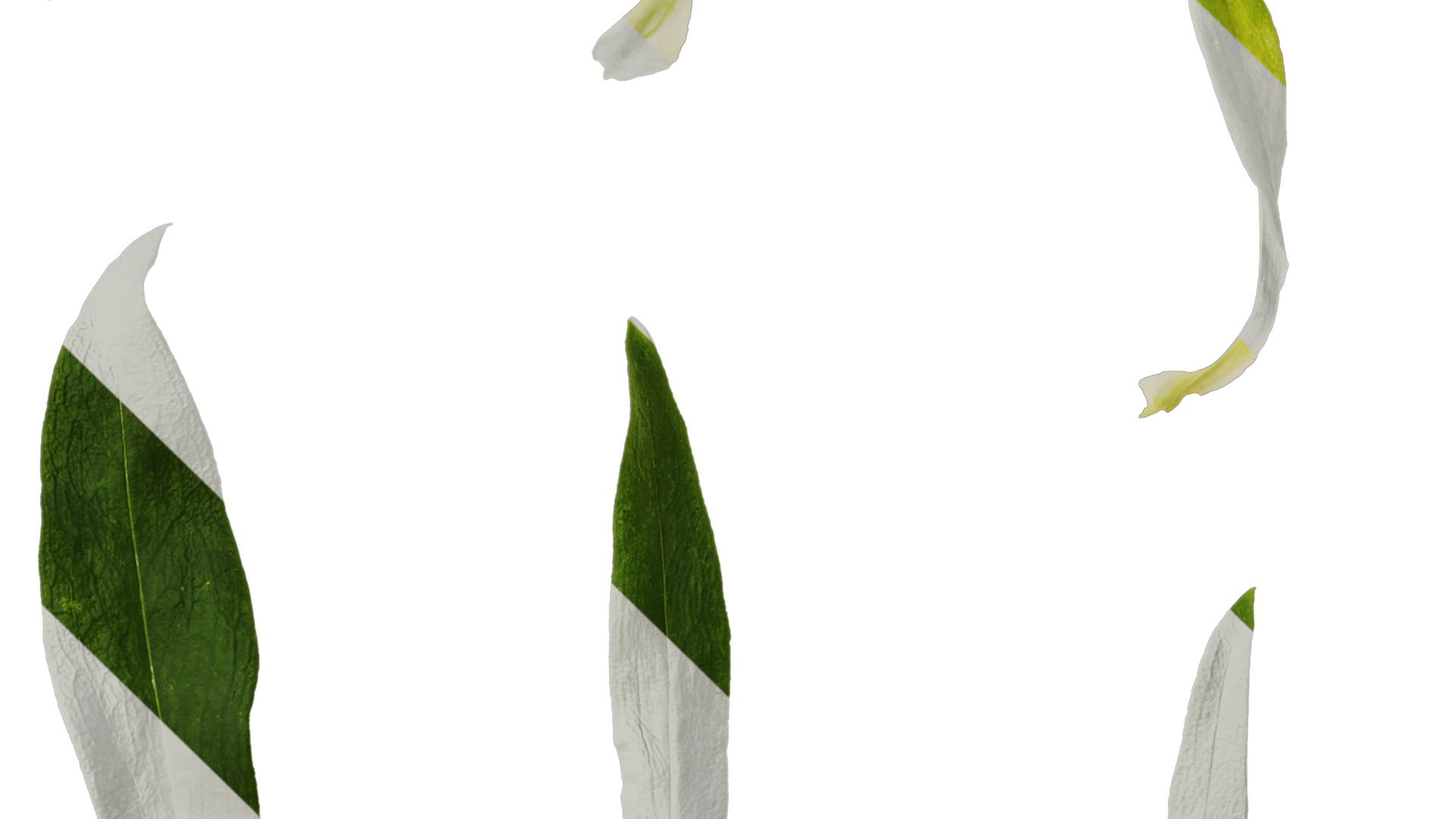 Anydrafts Dianthus barbatus Leaf 02 Texture_4