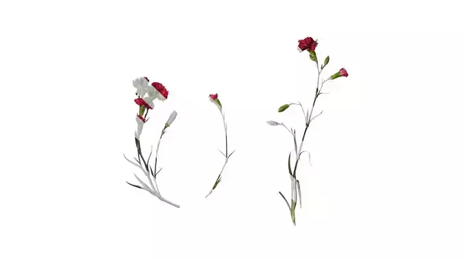 Anydrafts Dianthus caryophyllus Atlas 09 Texture
