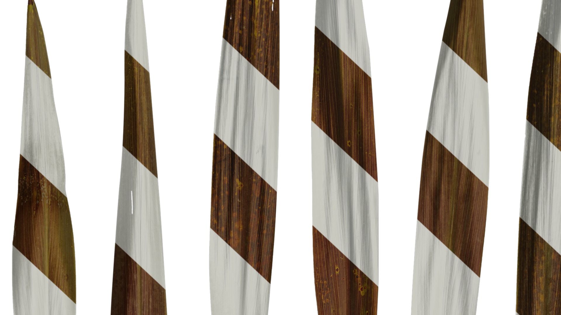 Anydrafts Cordyline australis purpurea Leaf 02 Texture_7