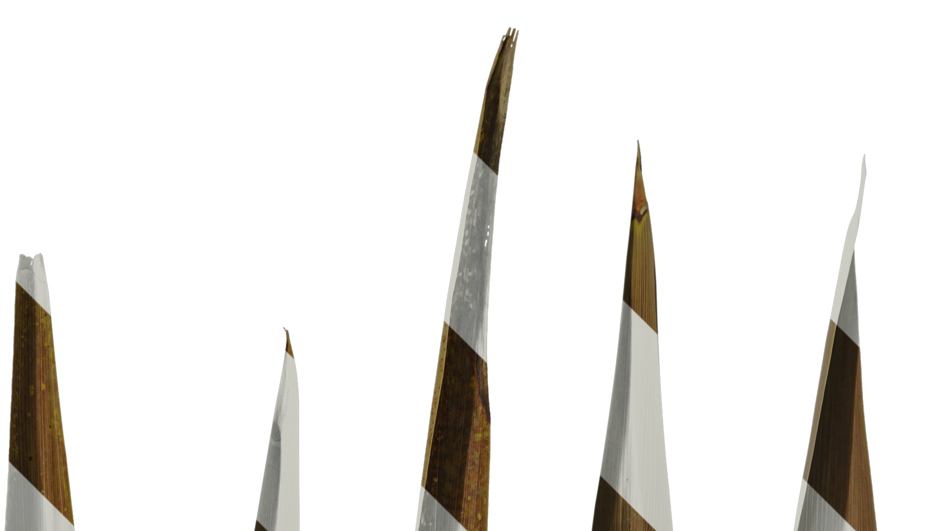 Anydrafts Cordyline australis purpurea Leaf 02 Texture_2