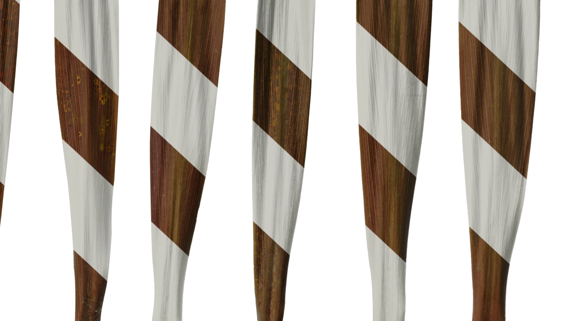 Anydrafts Cordyline australis purpurea Leaf 02 Texture_6