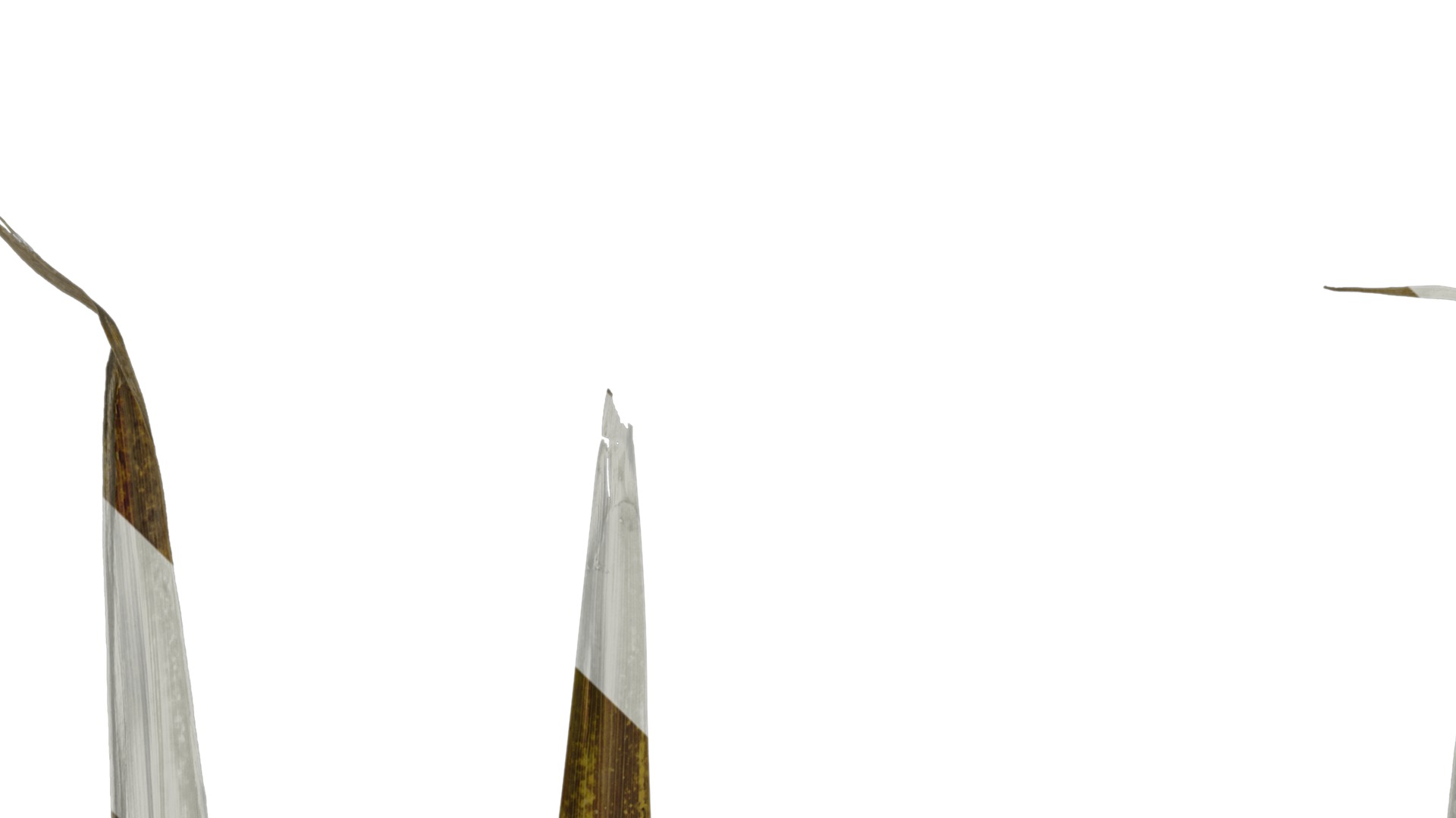 Anydrafts Cordyline australis purpurea Leaf 02 Texture_1