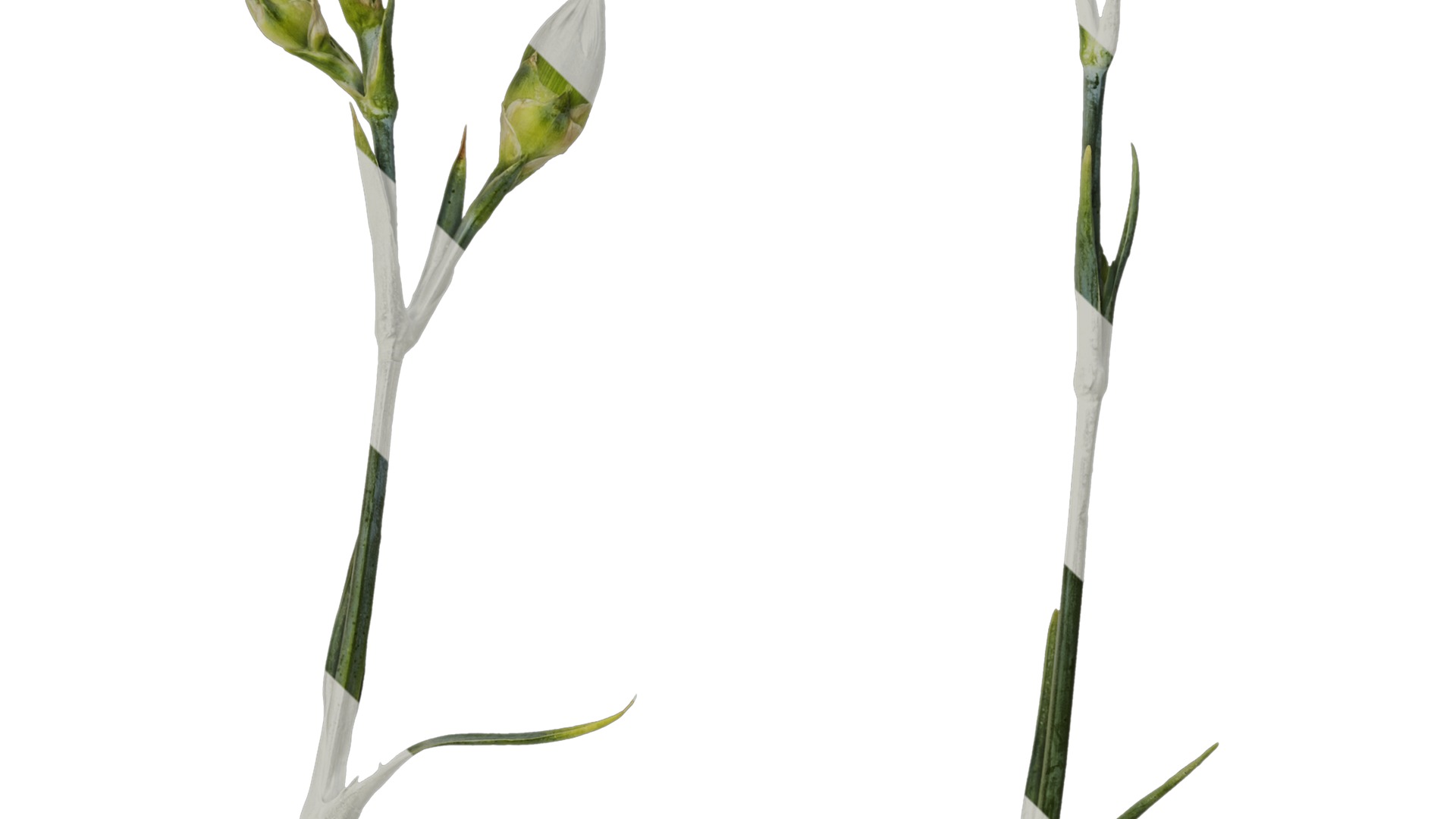 Anydrafts Dianthus caryophyllus Atlas 10 Texture_3