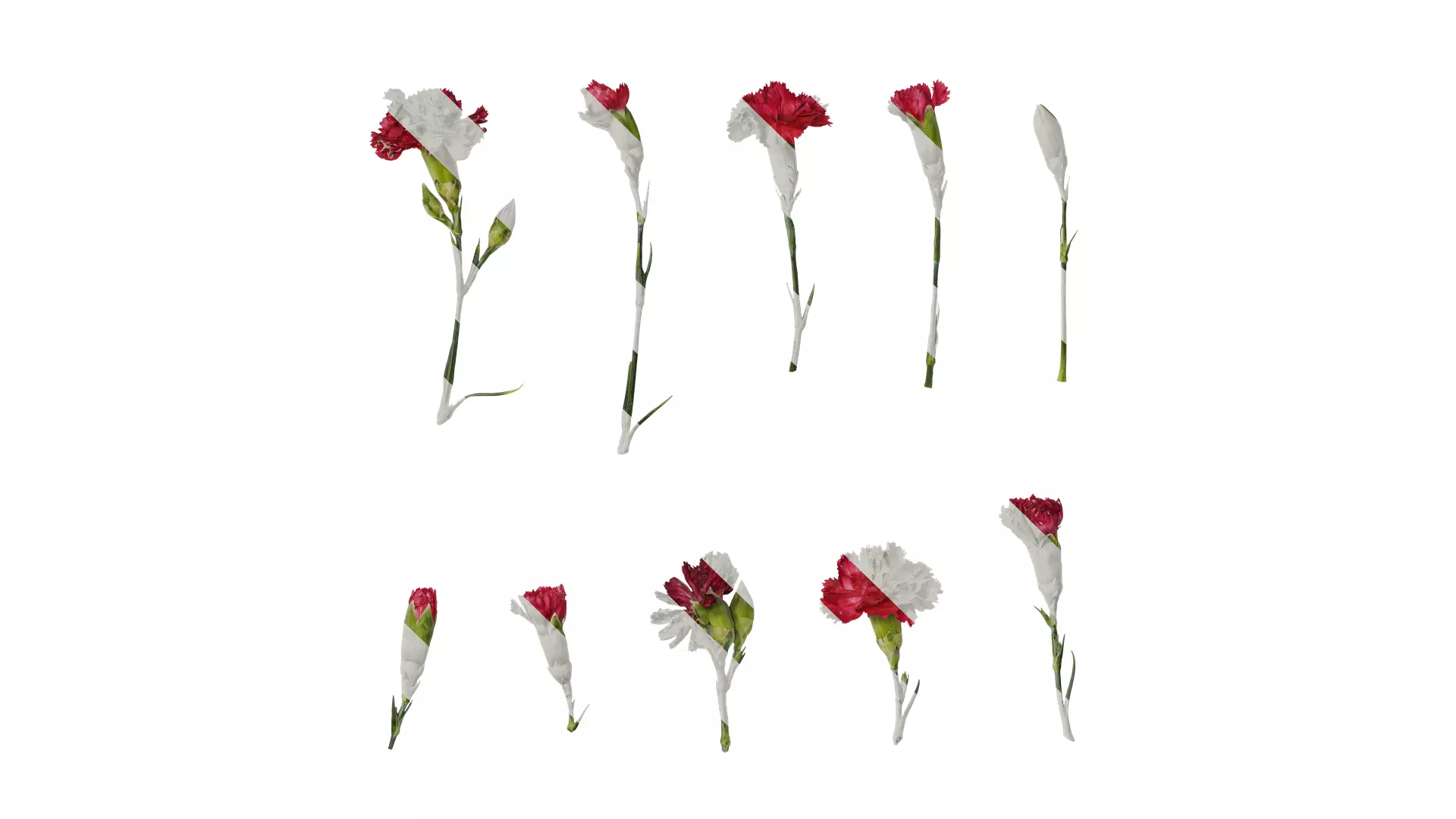 Anydrafts Dianthus caryophyllus Atlas 10 Texture_0