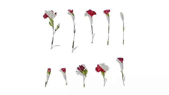 Anydrafts Dianthus caryophyllus Atlas 10