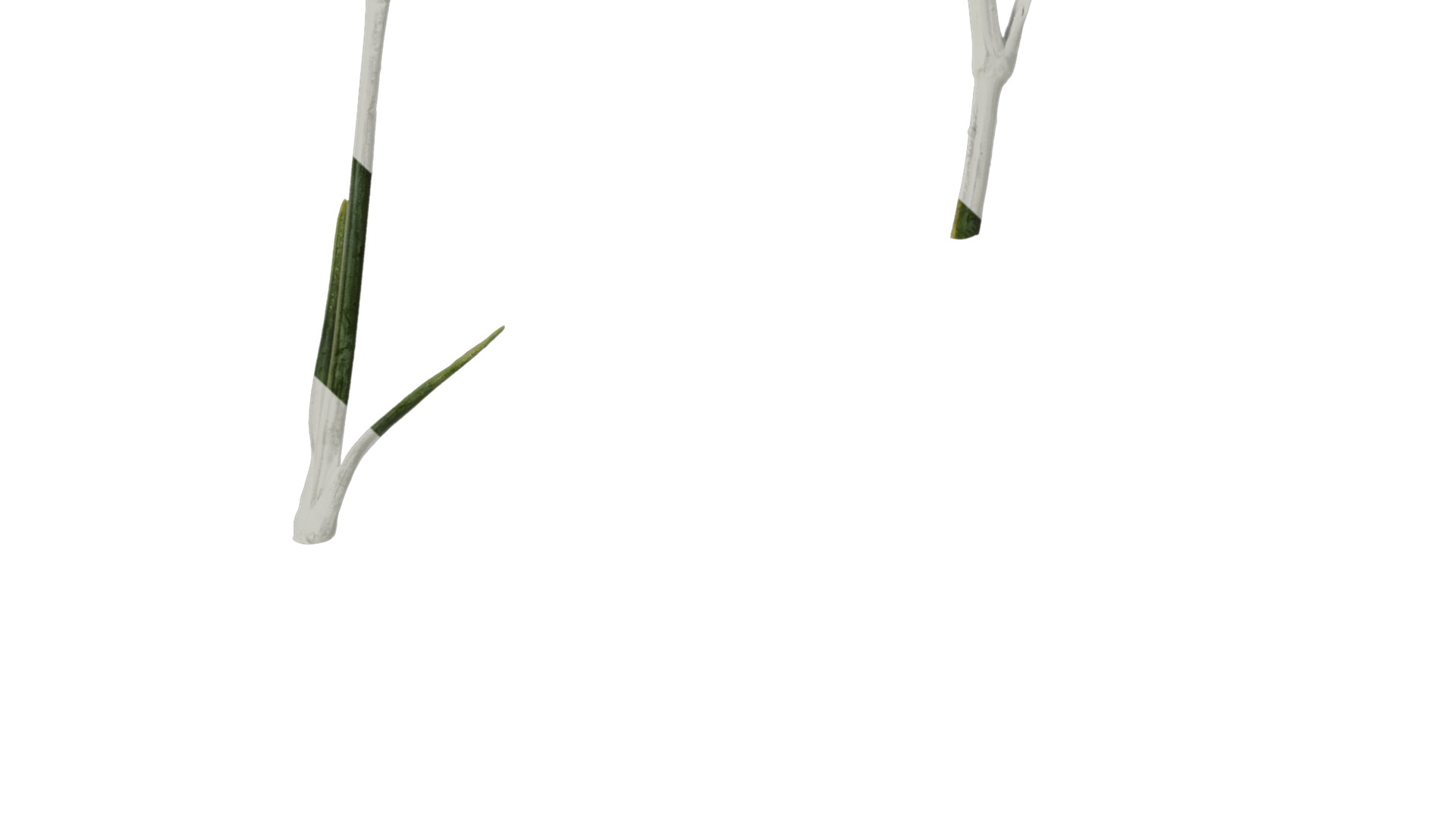 Anydrafts Dianthus caryophyllus Atlas 10 Texture_7