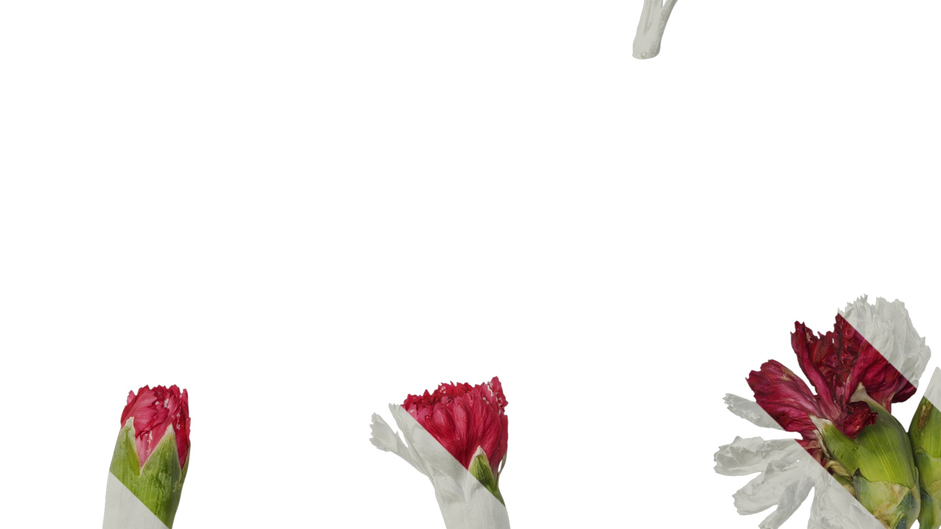 Anydrafts Dianthus caryophyllus Atlas 10 Texture_5