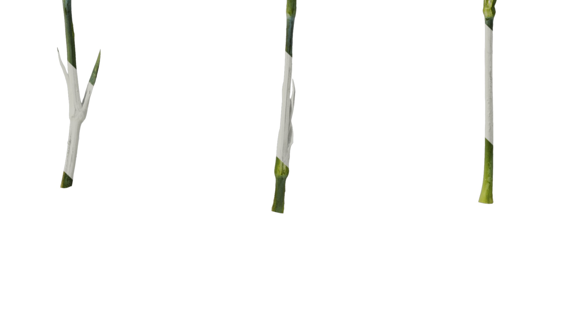 Anydrafts Dianthus caryophyllus Atlas 10 Texture_4