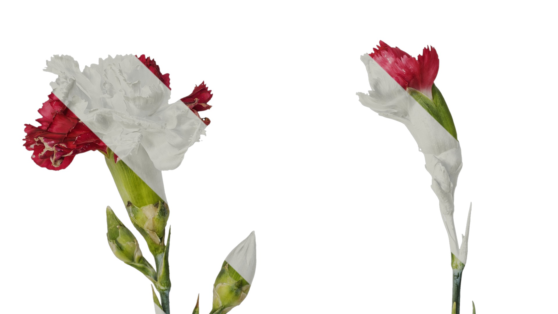 Anydrafts Dianthus caryophyllus Atlas 10 Texture_1