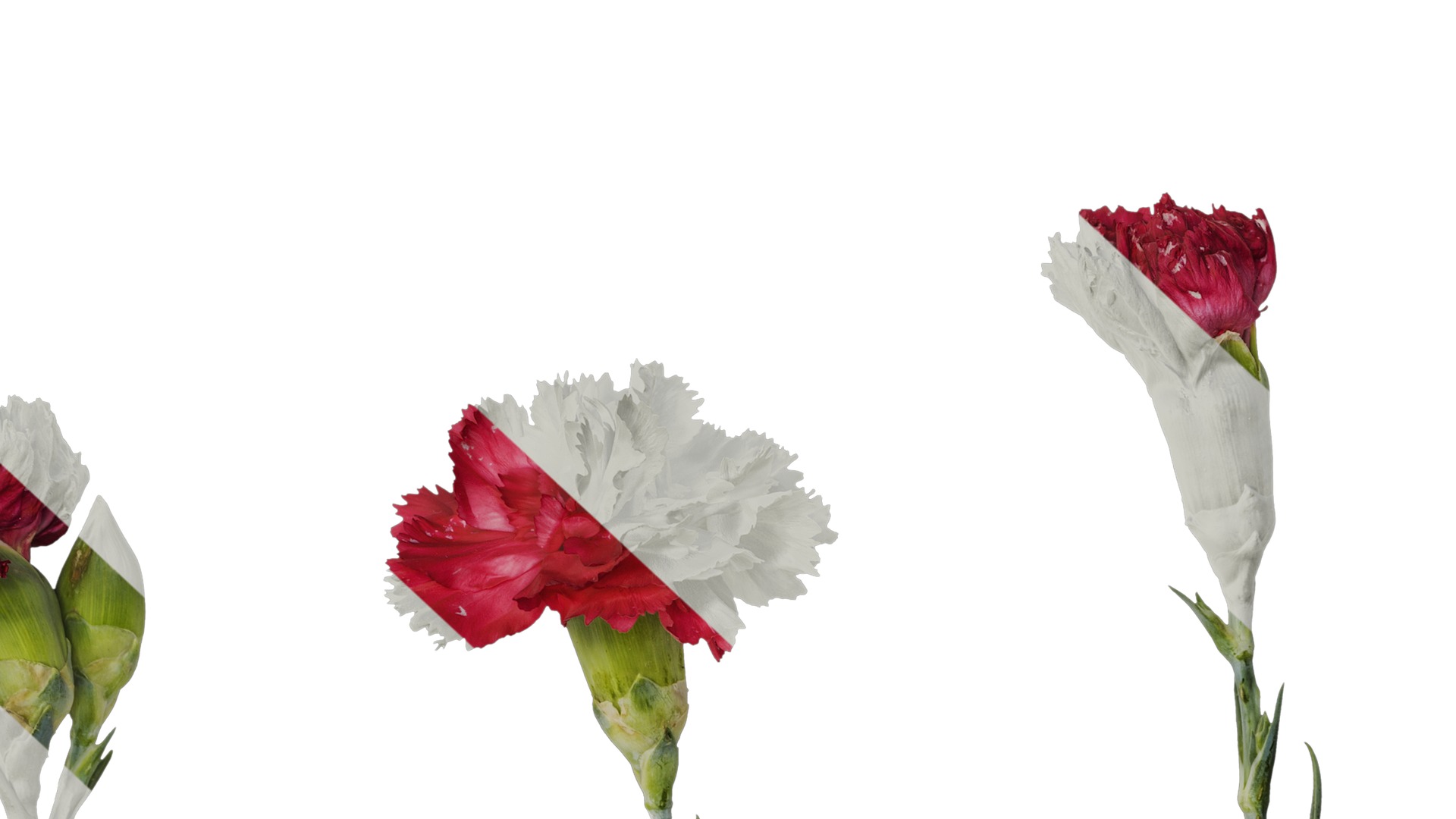 Anydrafts Dianthus caryophyllus Atlas 10 Texture_6