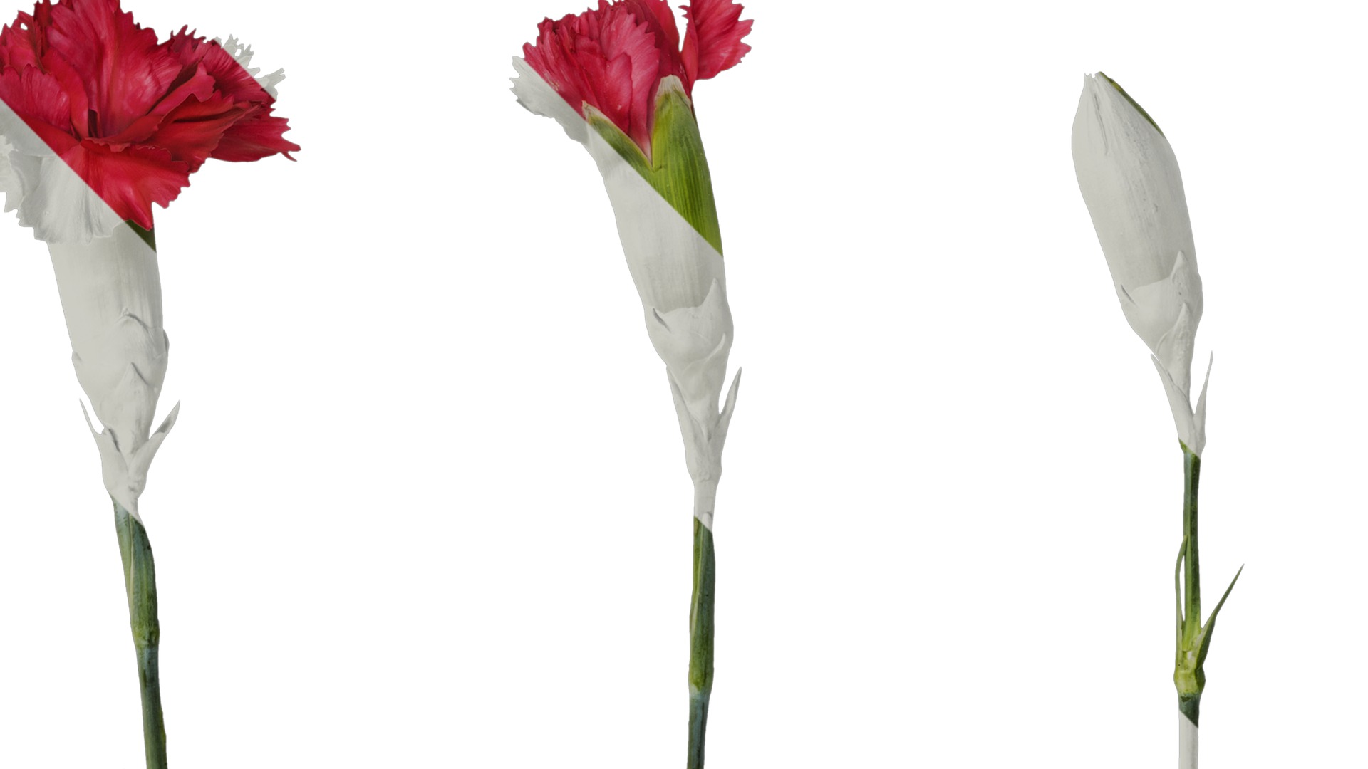 Anydrafts Dianthus caryophyllus Atlas 10 Texture_2