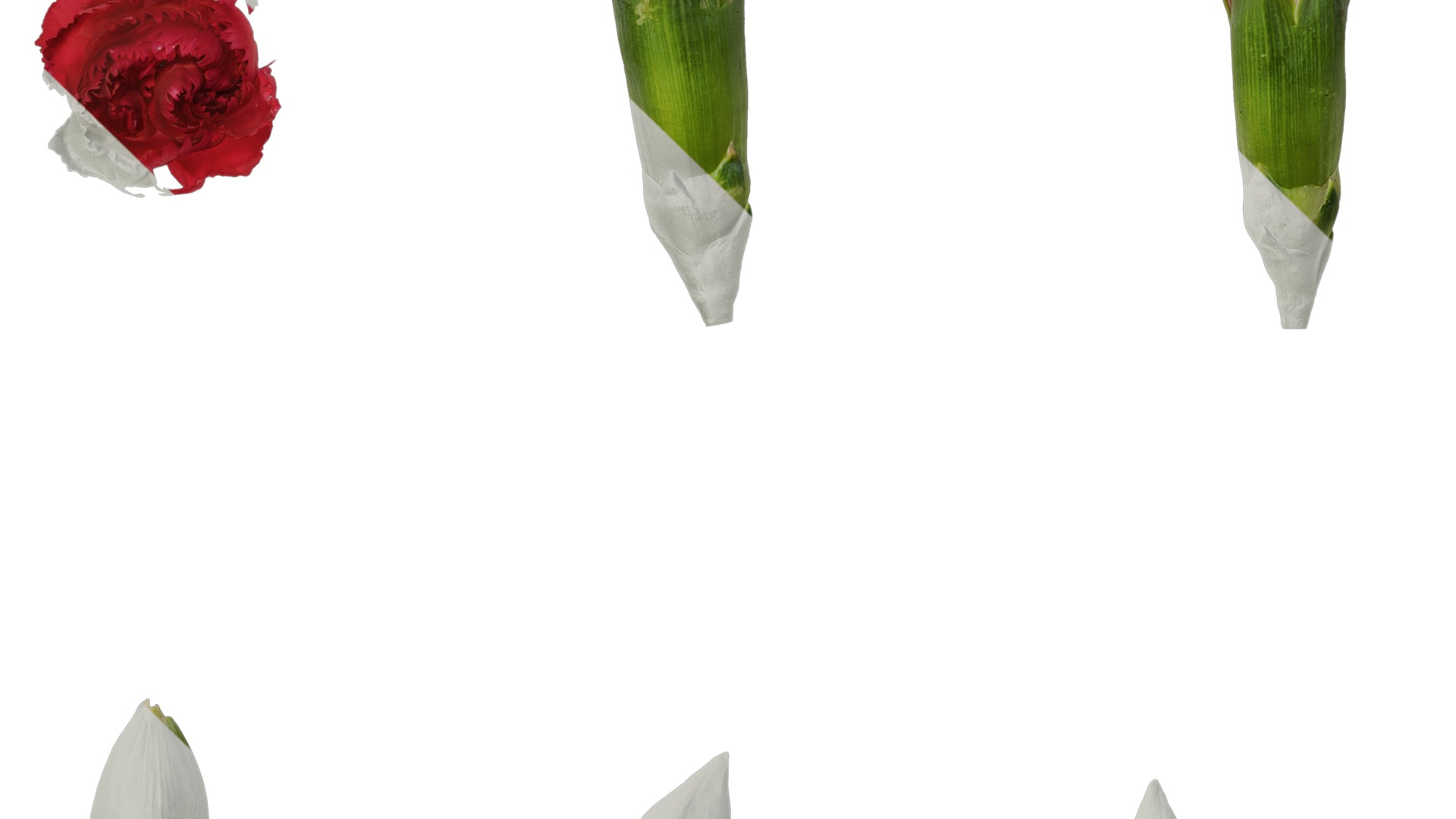 Anydrafts Dianthus caryophyllus Flower 12 Texture_5