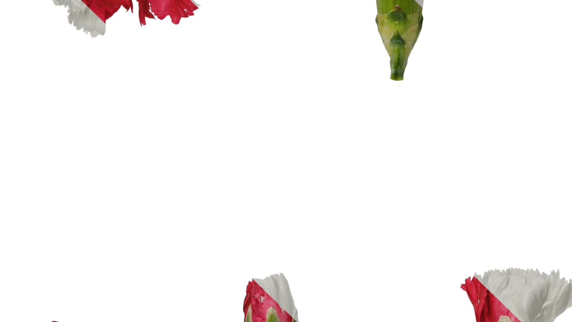 Anydrafts Dianthus caryophyllus Flower 12 Texture_3