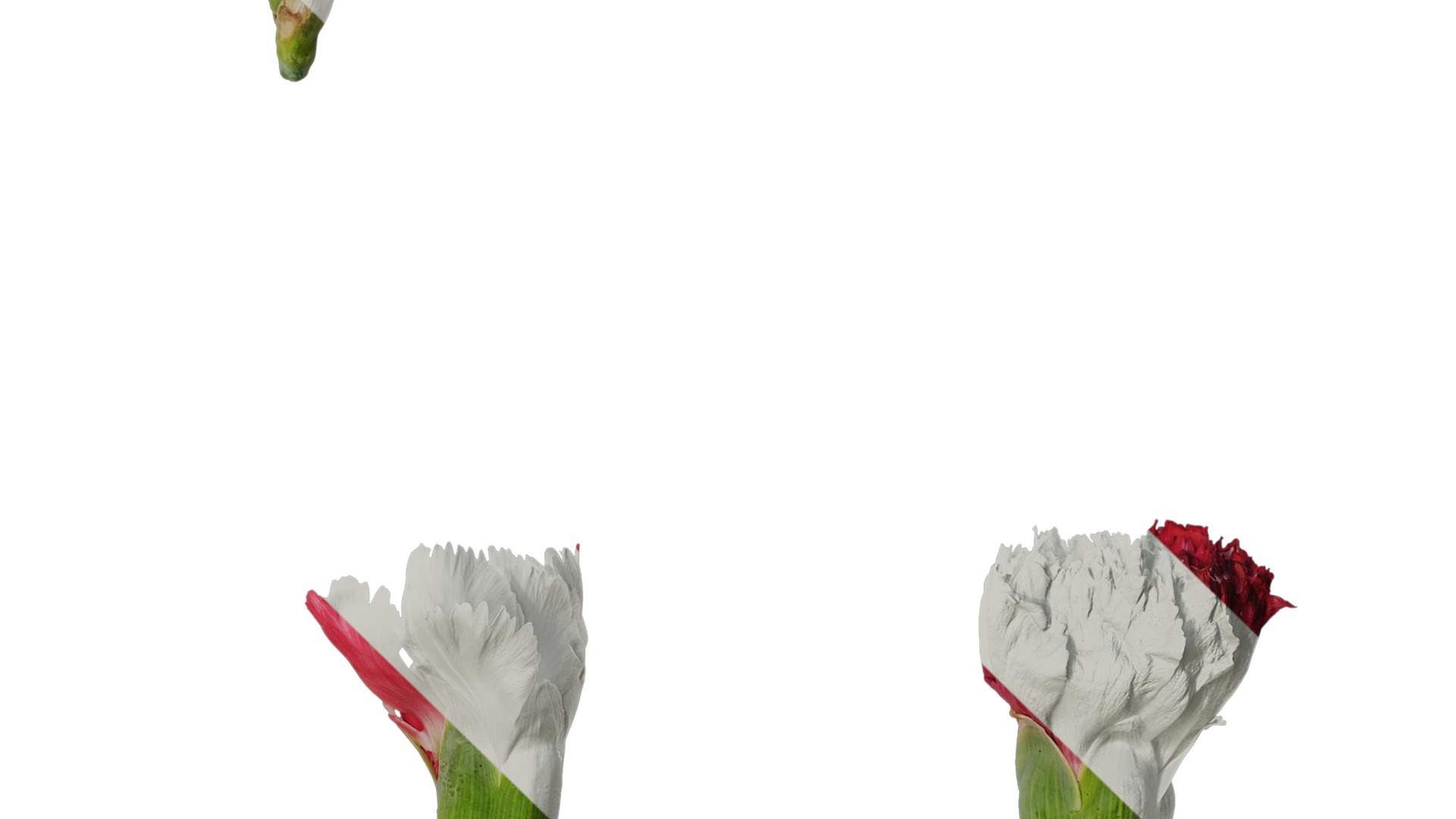 Anydrafts Dianthus caryophyllus Flower 12 Texture_4