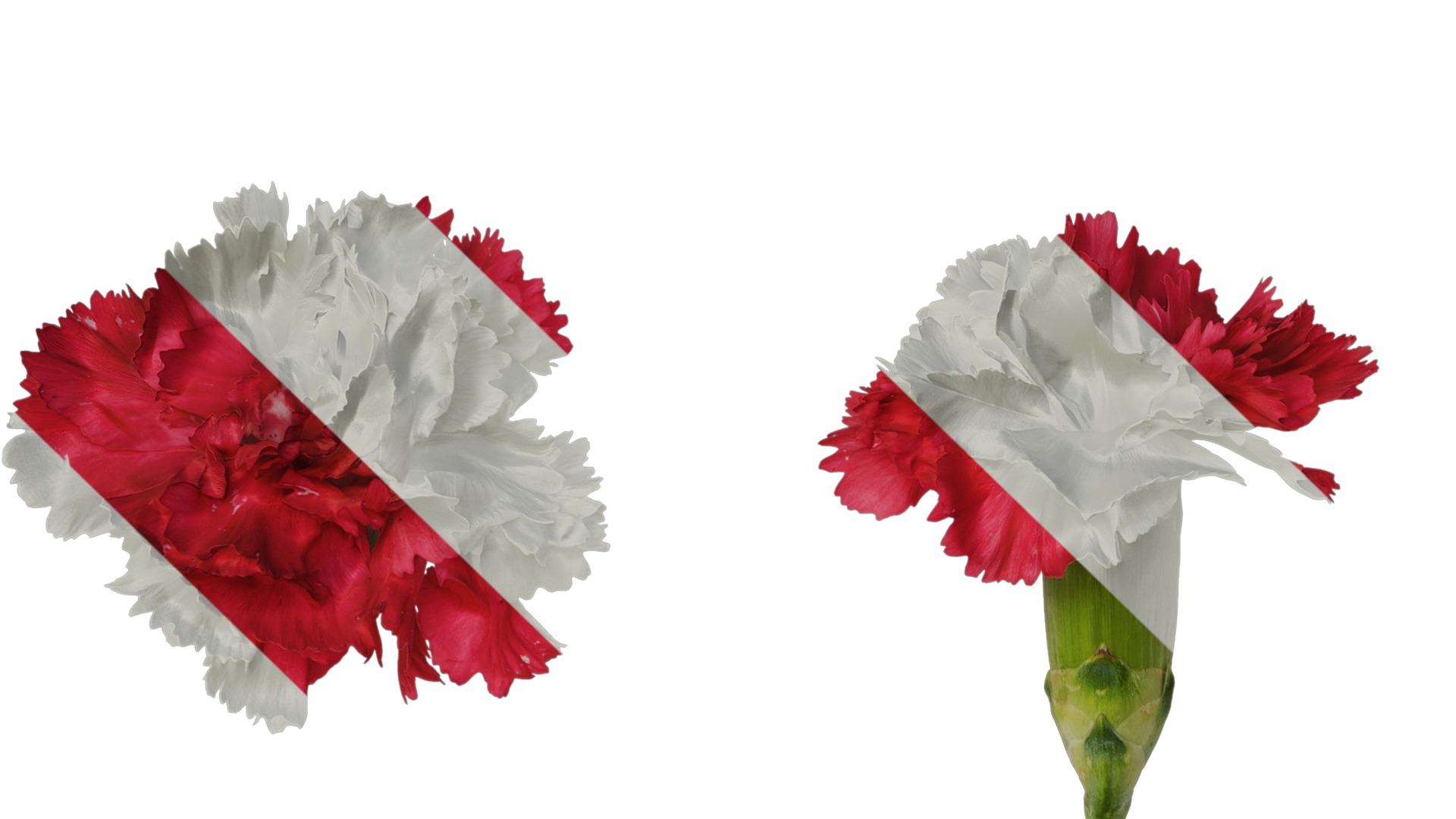 Anydrafts Dianthus caryophyllus Flower 12 Texture_1