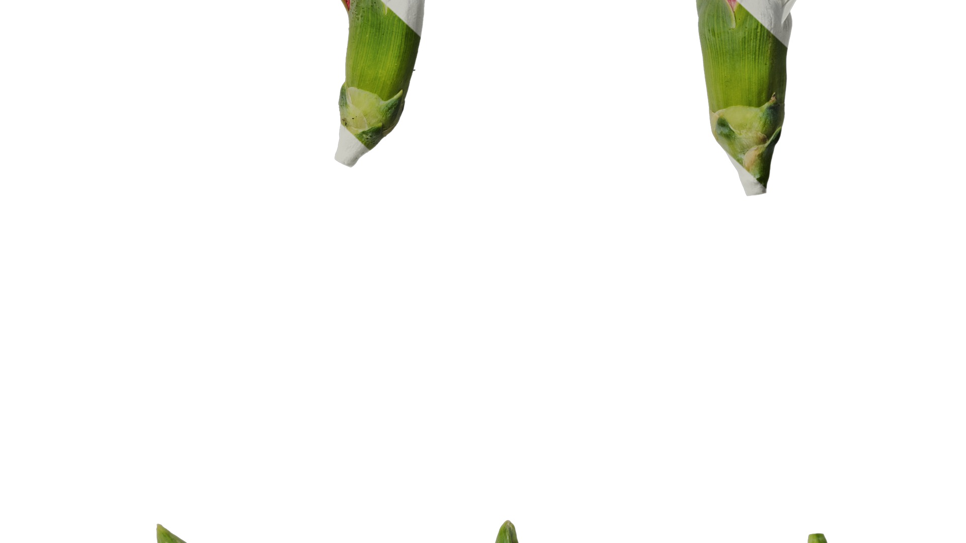 Anydrafts Dianthus caryophyllus Flower 12 Texture_6