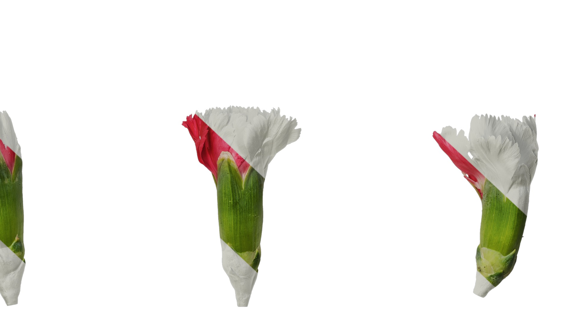 Anydrafts Dianthus caryophyllus Flower 12 Texture_7