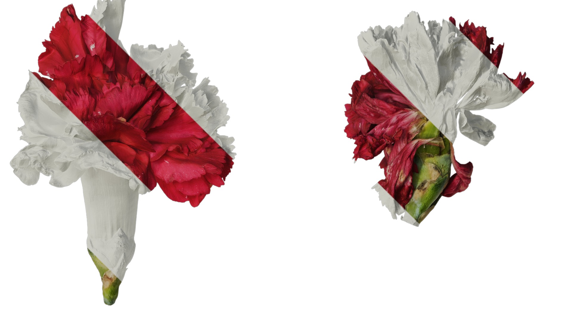 Anydrafts Dianthus caryophyllus Flower 12 Texture_2