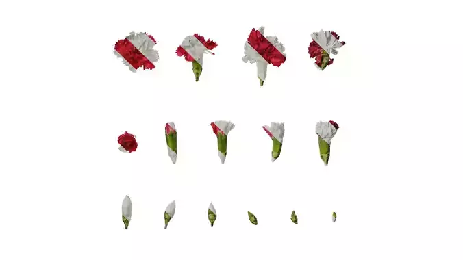 Anydrafts Dianthus caryophyllus Flower 12