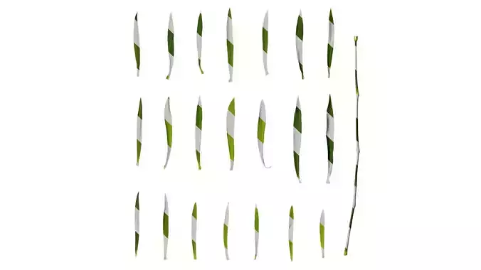 Anydrafts Dianthus caryophyllus Leaf 03