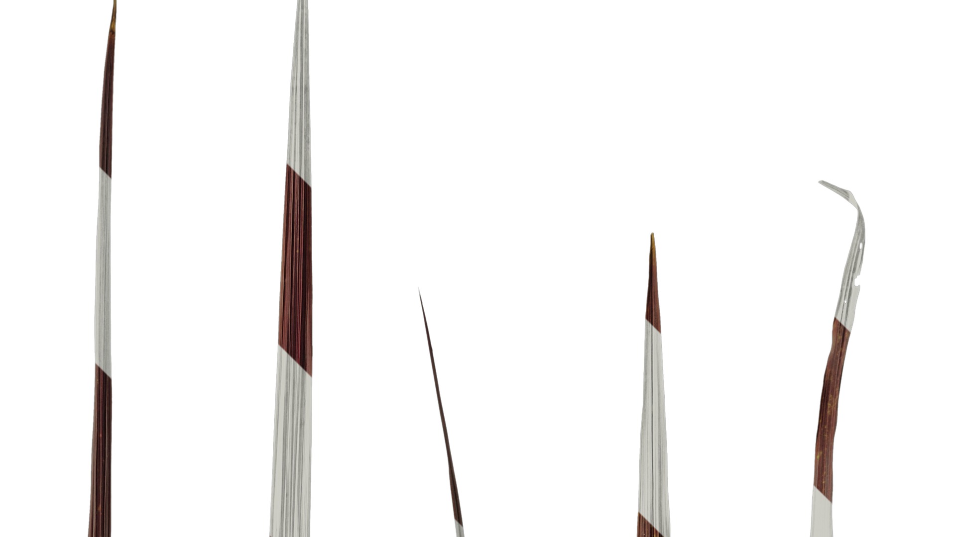 Anydrafts Cordyline australis red sensation Leaf 01 Texture_2