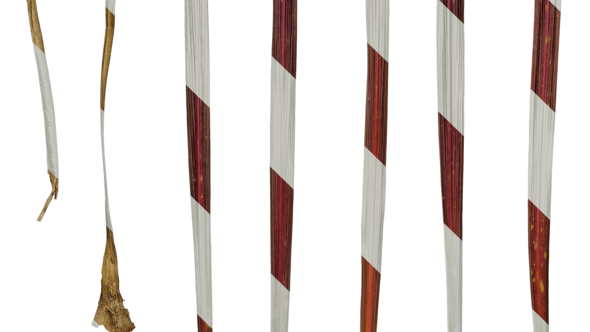 Anydrafts Cordyline australis red sensation Leaf 01 Texture_5