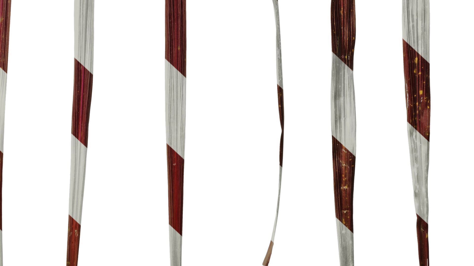 Anydrafts Cordyline australis red sensation Leaf 01 Texture_6