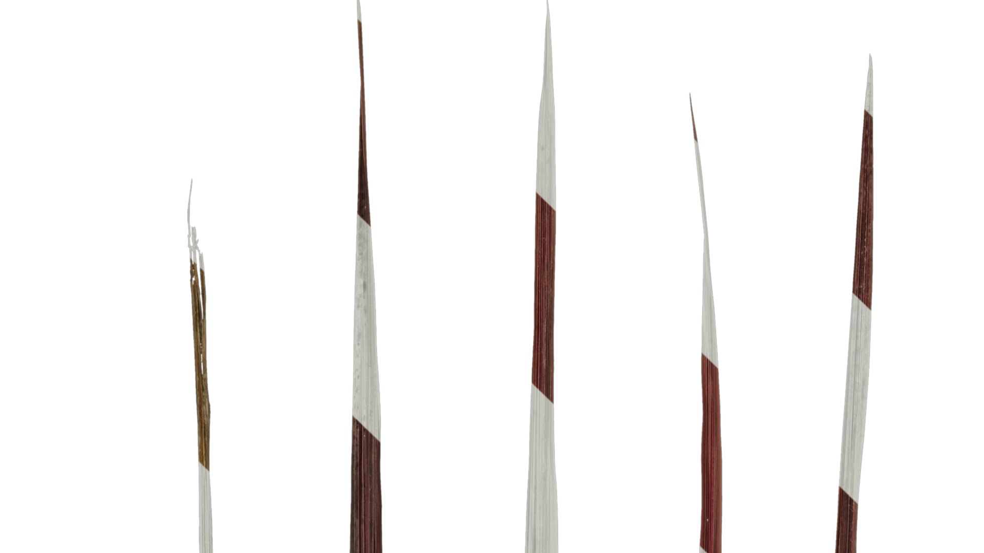 Anydrafts Cordyline australis red sensation Leaf 01 Texture_1