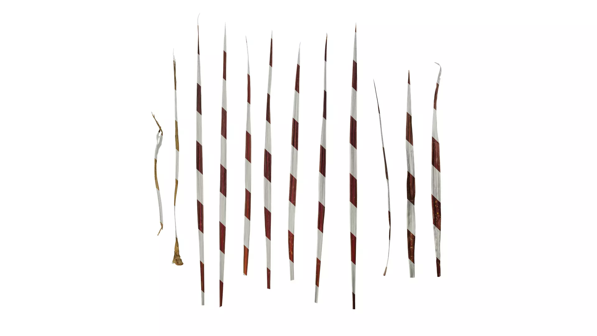 Anydrafts Cordyline australis red sensation Leaf 01 Texture_0