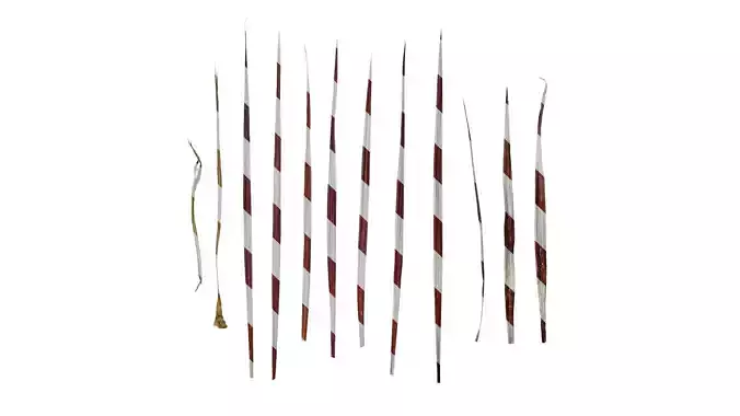 Anydrafts Cordyline australis red sensation Leaf 01