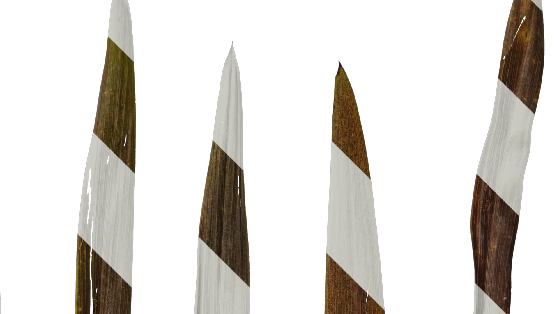 Anydrafts Cordyline australis red star Leaf 01 Texture_2