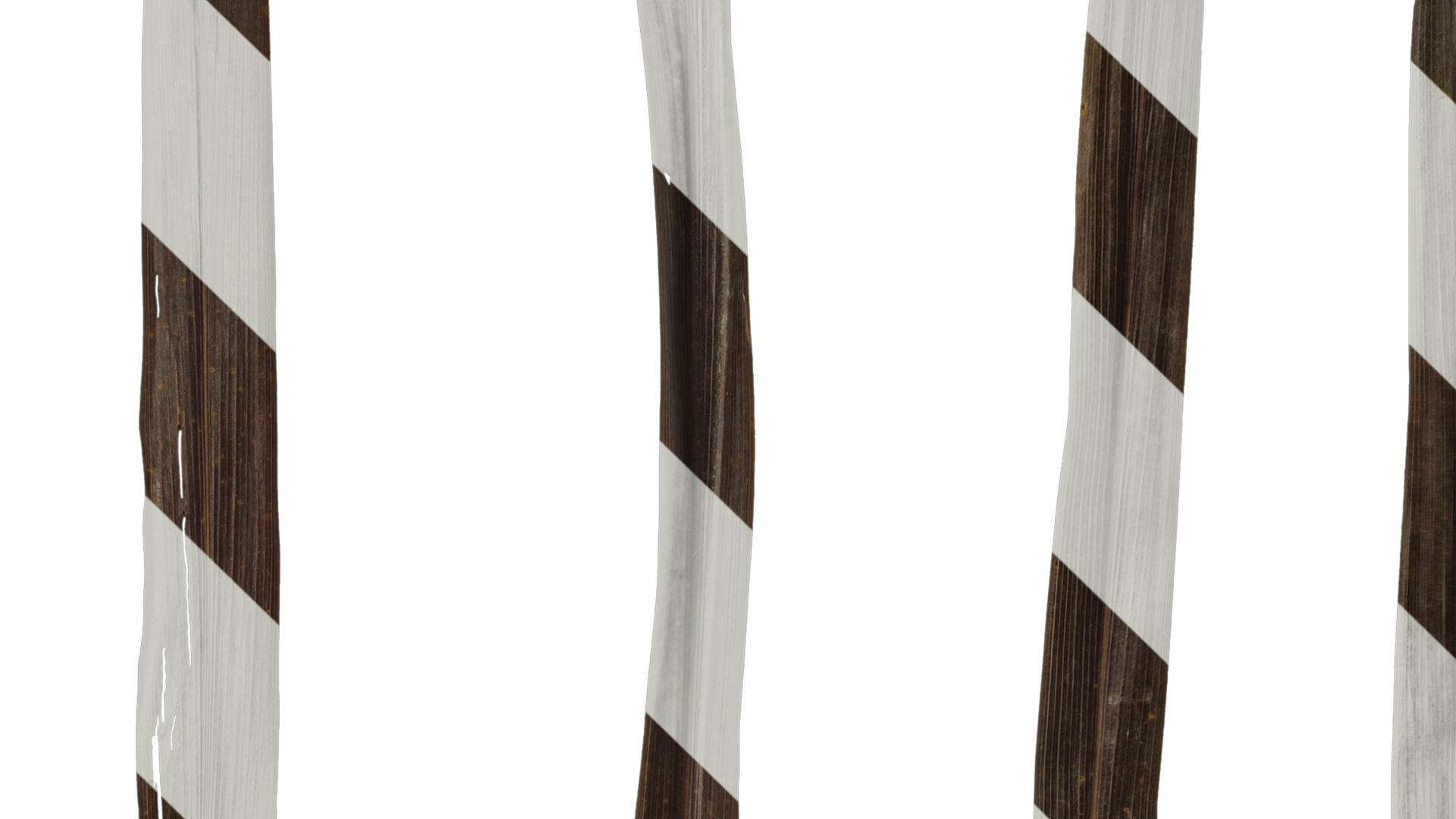 Anydrafts Cordyline australis red star Leaf 01 Texture_3