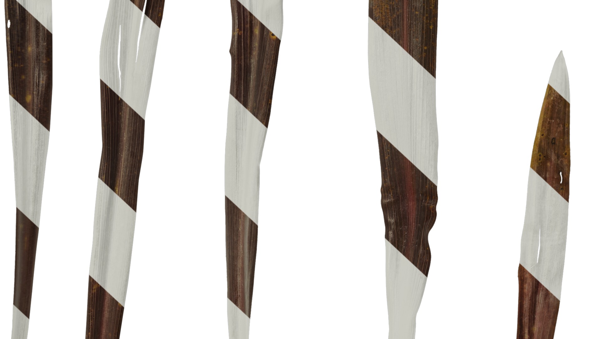 Anydrafts Cordyline australis red star Leaf 01 Texture_6