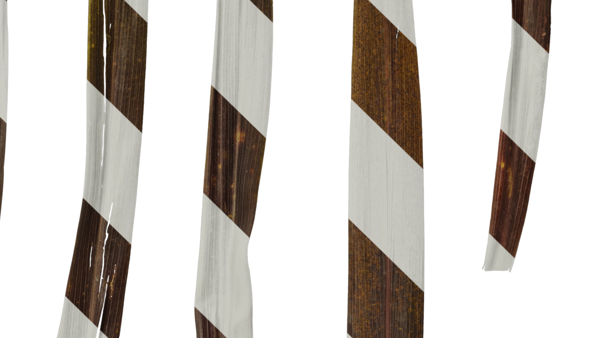 Anydrafts Cordyline australis red star Leaf 01 Texture_4