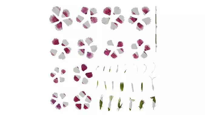 Anydrafts Dianthus chinensis Atlas 02