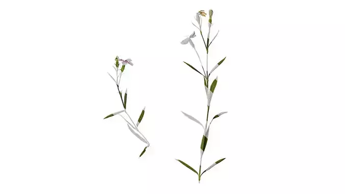 Anydrafts Dianthus chinensis Atlas 10