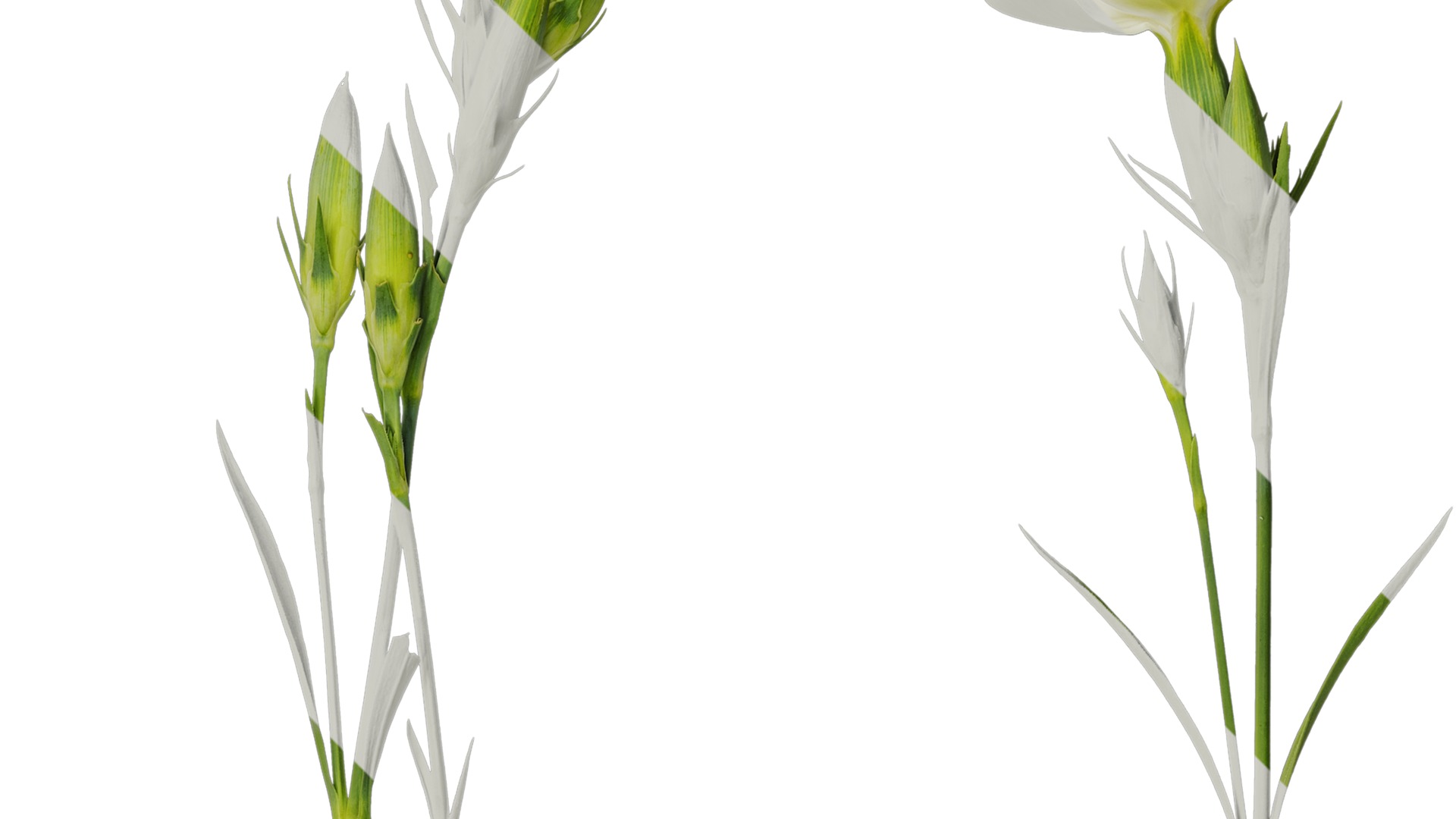 Anydrafts Dianthus chinensis Atlas 11 Texture_2