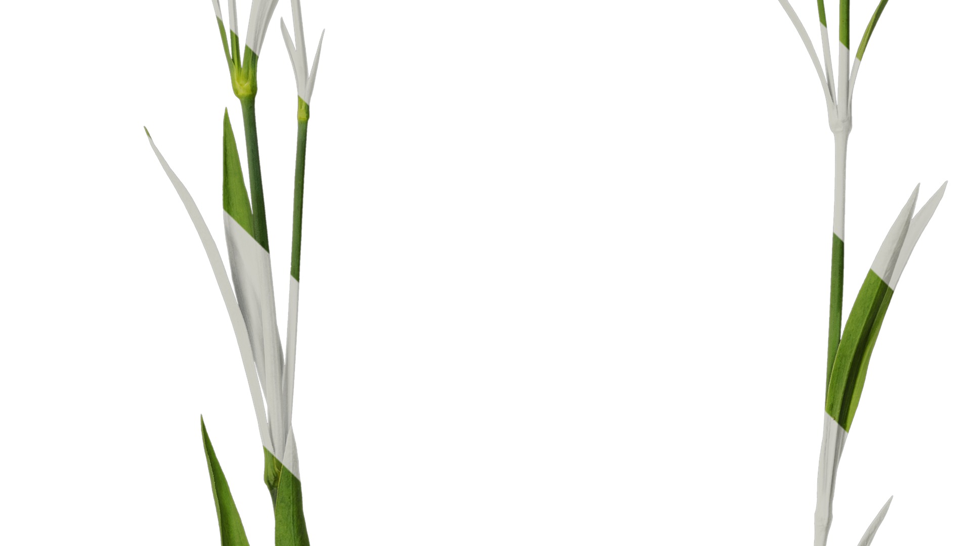 Anydrafts Dianthus chinensis Atlas 11 Texture_4