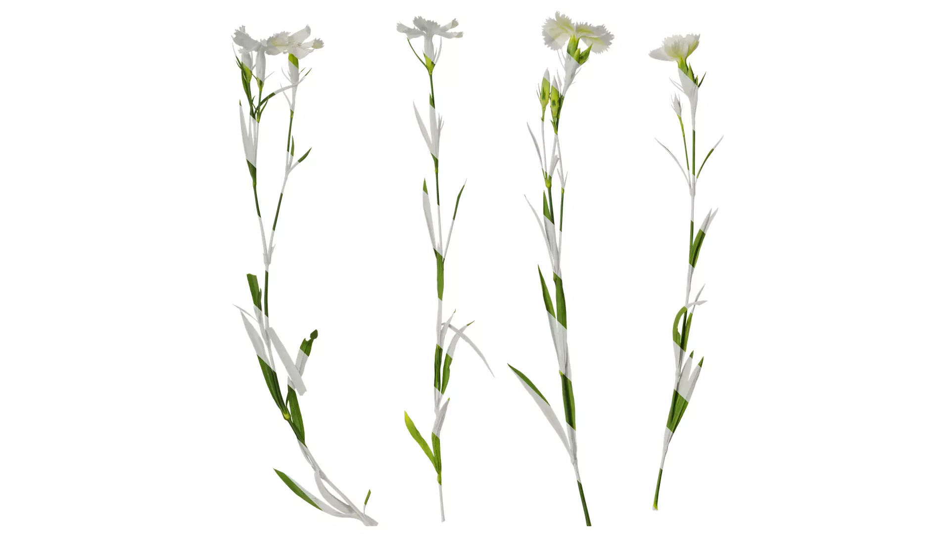 Anydrafts Dianthus chinensis Atlas 11 Texture_0